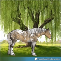 Horse Color:Powder White White Spotted Silver Smoky Grullo Rabicano Brindle