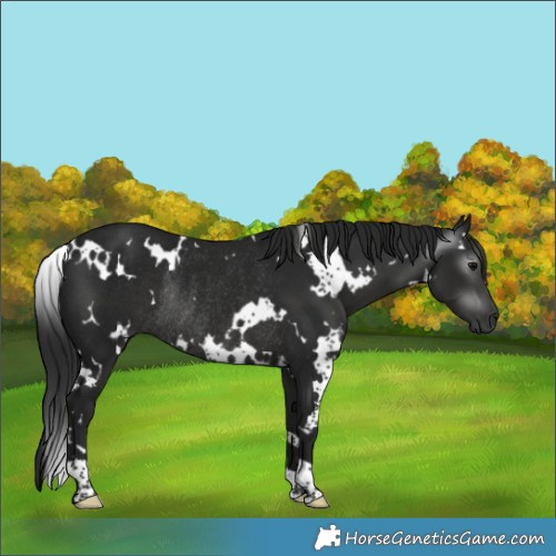 Horse Color:Gray White Spotted Black Rabicano 