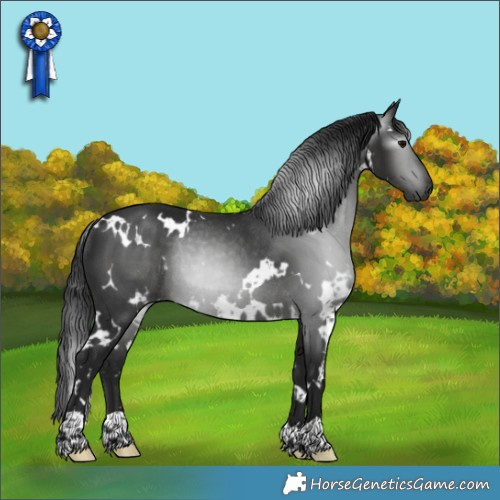 Horse Color:Gray White Spotted Black Rabicano