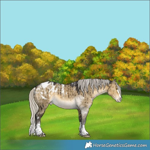 Horse Color:Powder White White Spotted Silver Buckskin Dun Splash Appaloosa Brindle 