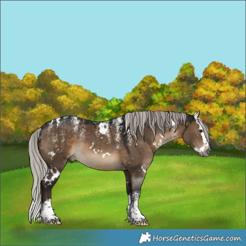 Horse Color:Powder White Gray White Spotted Silver Brown Dun Splash Rabicano