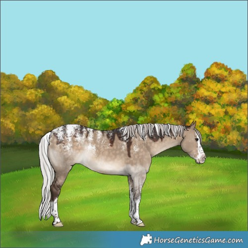 Horse Color:Powder White Silver Brown Dun Splash Rabicano 