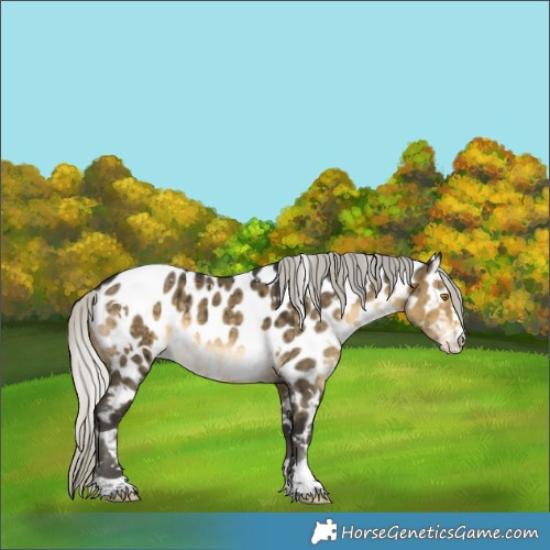 Horse Color:White Spotted Silver Buckskin Dun Appaloosa Brindle