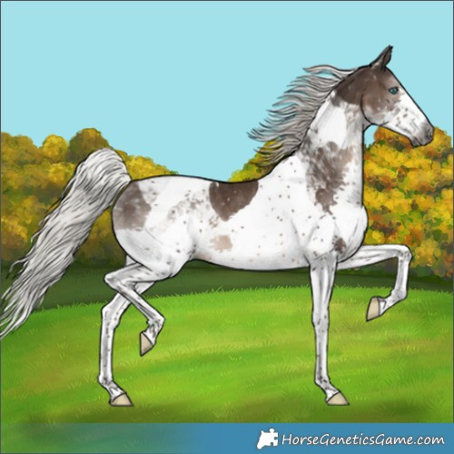 Horse Color:Gray Silver Black Splash Tobiano Appaloosa 