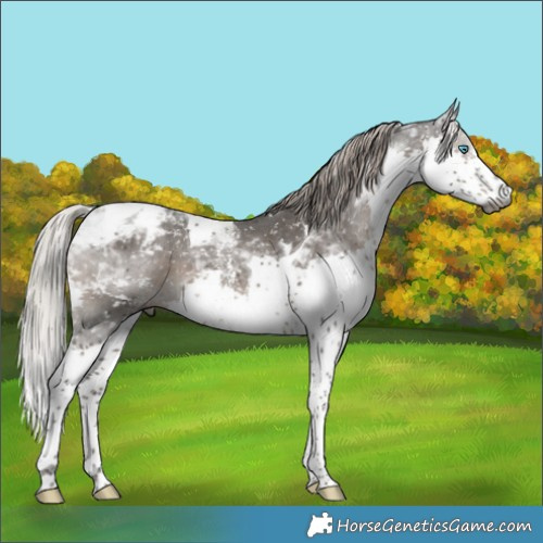 Horse Color:Gray Silver Black Sabino Splash Tobiano Appaloosa