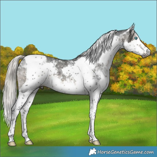 Horse Color:Gray Silver Smoky Black Sabino Splash Tobiano Appaloosa 