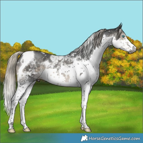 Horse Color:Gray Silver Smoky Black Sabino Splash Tobiano Appaloosa 