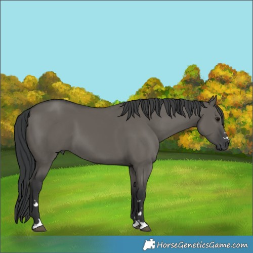 Horse Color:Grullo 