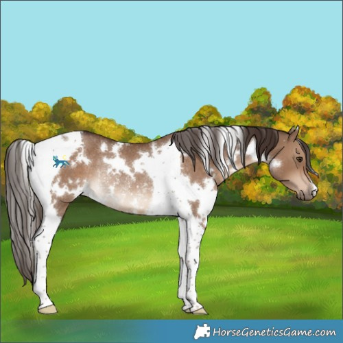 Horse Color:White Spotted Liver Red Dun Tobiano Rabicano 