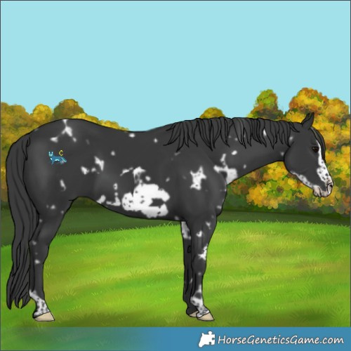 Horse Color:White Spotted Black Frame 