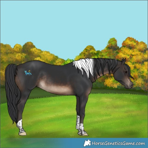 Horse Color:Brown Tobiano Rabicano 