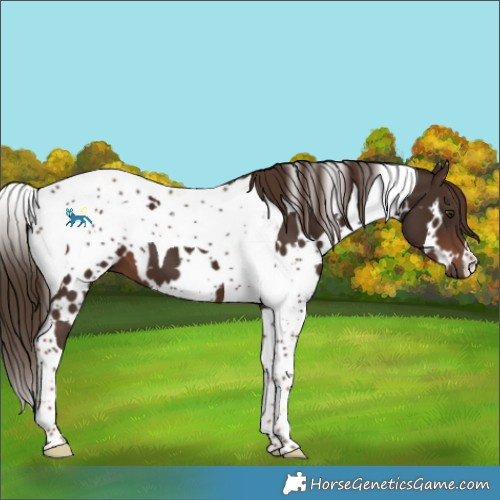 Horse Color:White Spotted Liver Chestnut Tobiano 