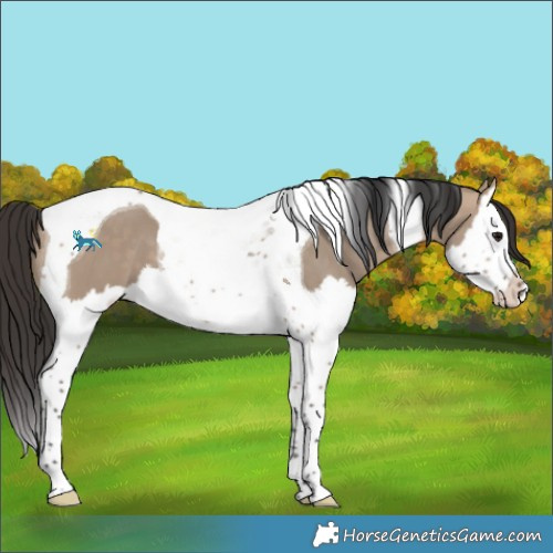 Horse Color:Bay Dun Splash Tobiano 