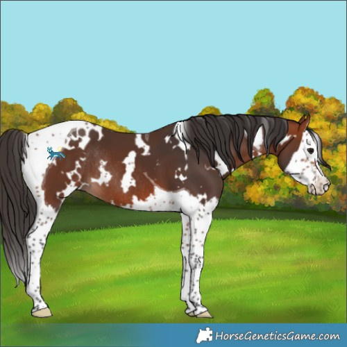 Horse Color:White Spotted Bay Splash Tobiano Rabicano 