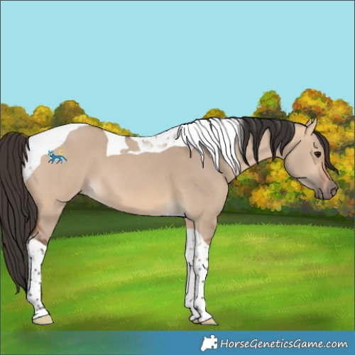 Horse Color:Bay Dun Tobiano 