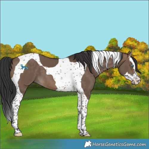 Horse Color:Brown Dun Splash Tobiano 