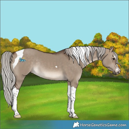Horse Color:Silver Brown Dun Tobiano Rabicano 