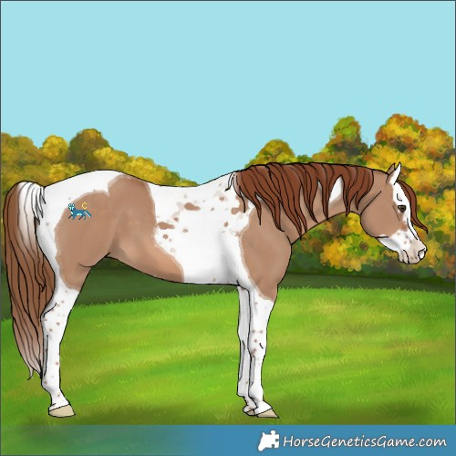 Horse Color:Red Dun Splash Tobiano 