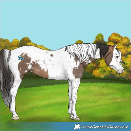 Horse Color:White Spotted Bay Dun Splash Tobiano 