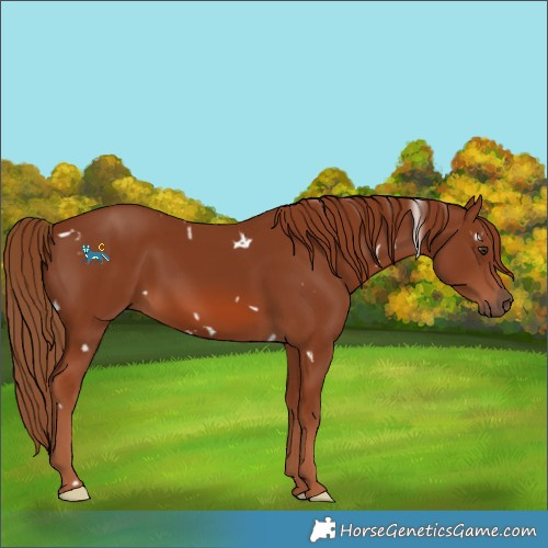 Horse Color:White Spotted Chestnut 