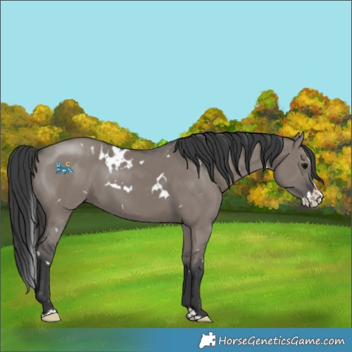 Horse Color:White Spotted Grullo Splash 