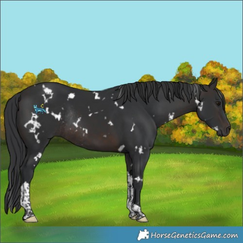 Horse Color:White Spotted Brown Tobiano Rabicano 