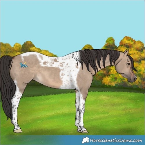 Horse Color:Brown Dun Tobiano 