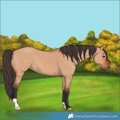 Horse Color:Bay Dun