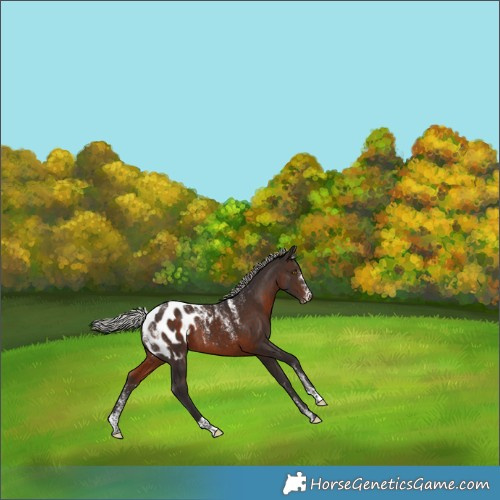 Horse Color:Powder White Silver Brown Appaloosa 
