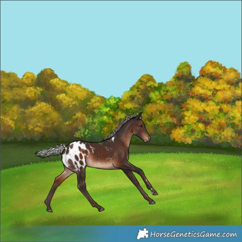 Horse Color:Silver Brown Appaloosa 