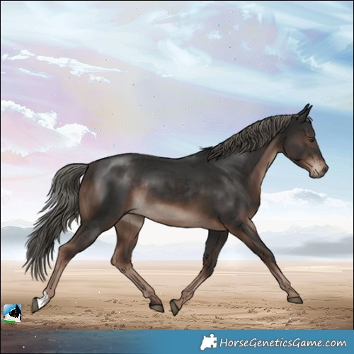 Horse Color:Liver Chestnut Mushroom Rabicano 