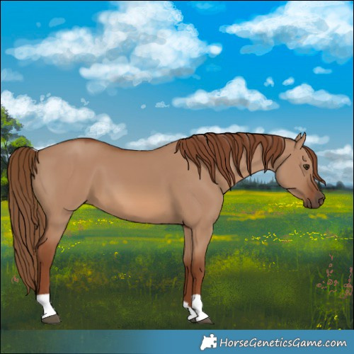 Horse Color:Red Dun 