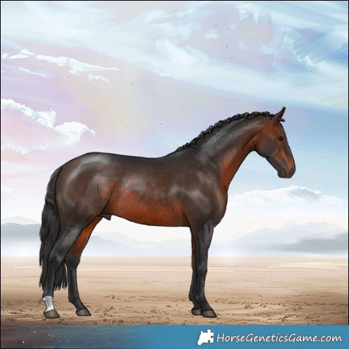 Horse Color:Bay Rabicano 