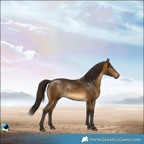 Horse Color:Gray Buckskin Rabicano