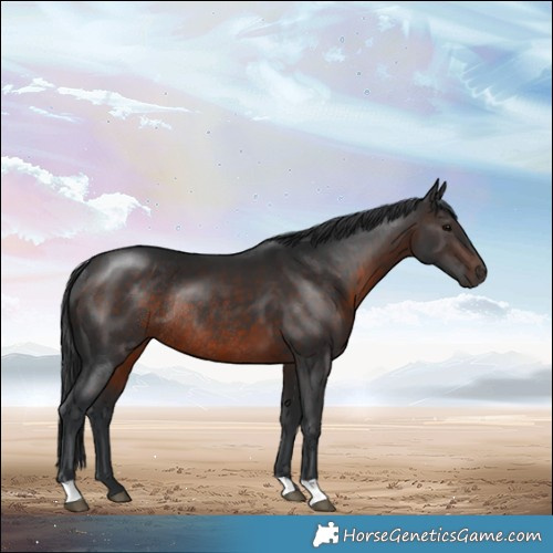 Horse Color:Brown Rabicano