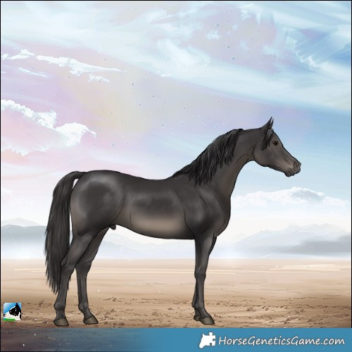 Horse Color:Smoky Black Rabicano 