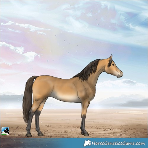 Horse Color:Buckskin 