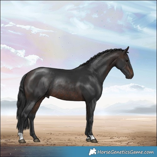 Horse Color:Brown Rabicano 