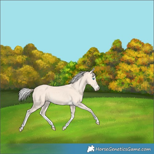 Horse Color:Perlino Splash  and Silver Perlino Splash 