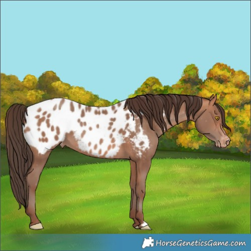 Horse Color:Amber Champagne Blanket 