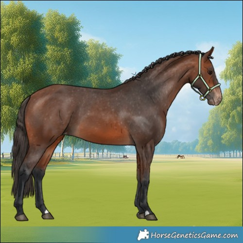Horse Color:Bay Varnish 