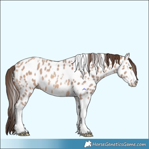 Horse Color:Amber Champagne Sabino Tobiano Appaloosa  and Amber Champagne Sabino Tobiano Appaloosa 