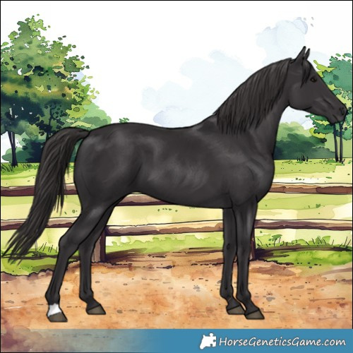 Horse Color:Smoky Black