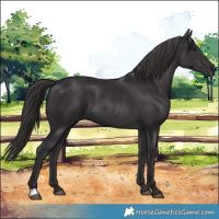 Horse Color:Smoky Black