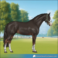 Horse Color:Liver Chestnut 