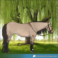 Horse Color:Bay Dun 