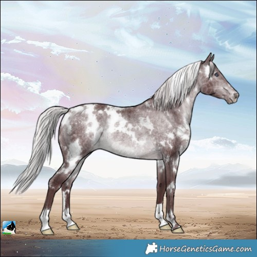 Horse Color:White Spotted Chocolate Silver Brown Chinchilla Rabicano 