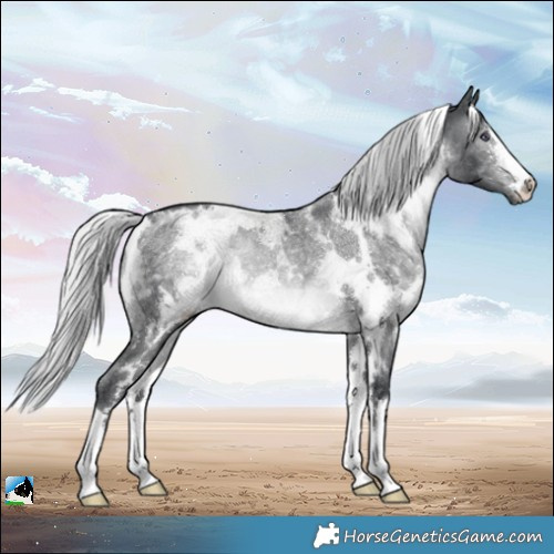 Horse Color:White Spotted Silver Brown Chinchilla Rabicano 