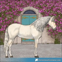Horse Color:Palomino Roan Dun 