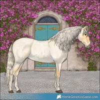 Horse Color:Palomino Roan Dun 